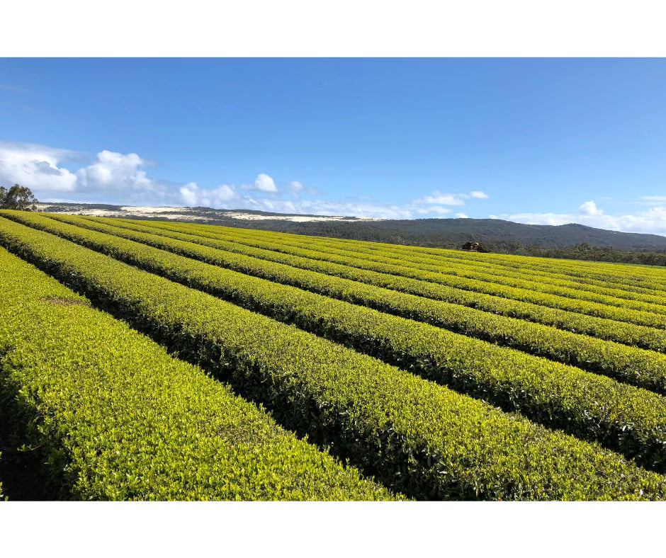 1kg Loose Leaf Sencha and Lemon Myrtle Tea